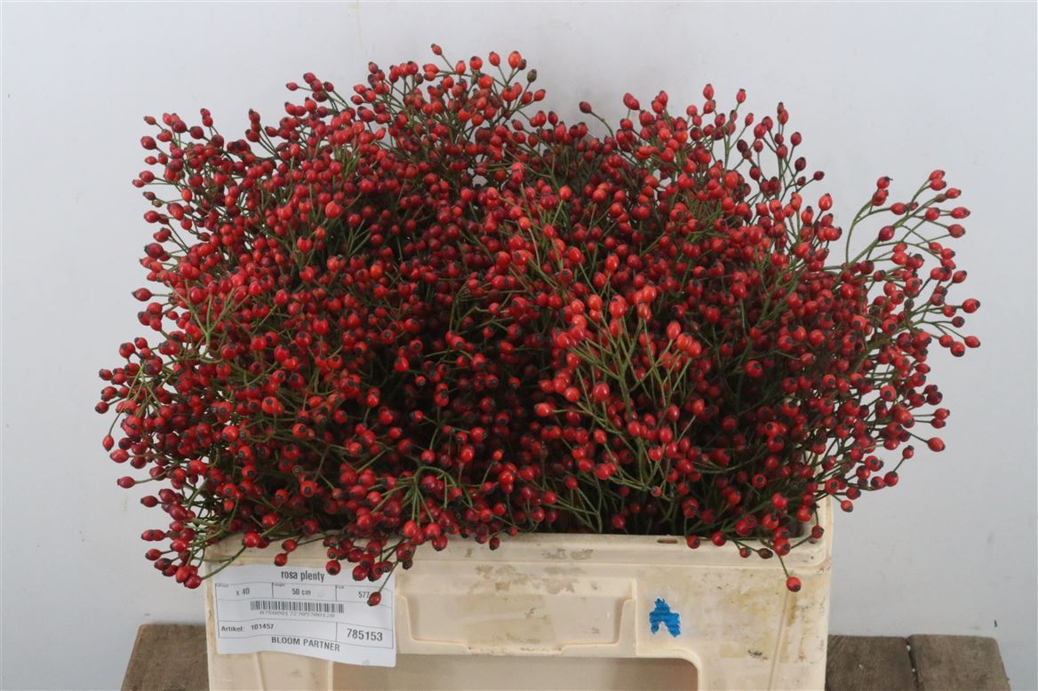 FRUIT DE ROSIER BOTTE